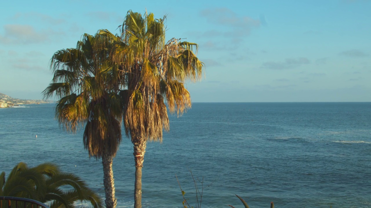 日落时，加利福尼亚南部太平洋海岸社区的棕榈树。
