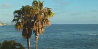 日落时，加利福尼亚南部太平洋海岸社区的棕榈树。