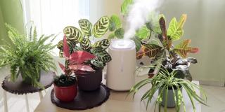 室内植物间的加湿器。白色空气加湿器散发蒸汽的特写照片。干燥空气的加湿。公寓内的湿气增加。