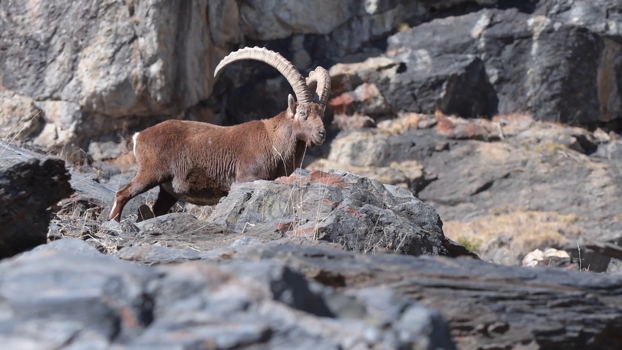 阿尔卑斯山脉之王，岩石地区的公山羊(卡普拉山羊)