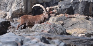 阿尔卑斯山脉之王，岩石地区的公山羊(卡普拉山羊)