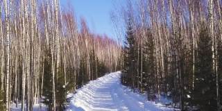 冬天的风景从宝座的高度。夹。高大的桦树和绿色的小圣诞树在一条白色道路的背景下，在明亮的蓝色天空的背景下，它们并排站在一起