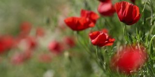 红色的罂粟花在春天的草地上