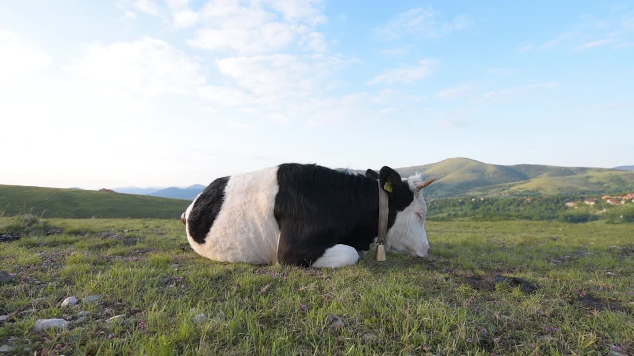兹拉蒂博尔山上放养的奶牛休息
