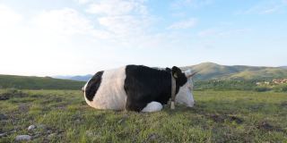 兹拉蒂博尔山上放养的奶牛休息
