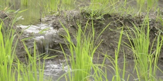 绿色的稻苗在梯田上，一个小瀑布更新了水。波罗的海有机水稻品种Berus bali生长在火山灰和来自泰国圣湖的水。