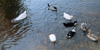 五颜六色的鸭子在湖上游泳，在水里寻找食物