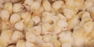 成群的小鸡在孵卵箱里移动，家禽在生长繁殖