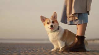 海滩遛狗，柯基犬和女人。秋天有趣快乐的宠物旅行海边户外spbi视频素材模板下载