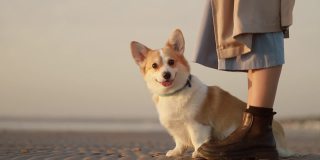 海滩遛狗，柯基犬和女人。秋天有趣快乐的宠物旅行海边户外spbi