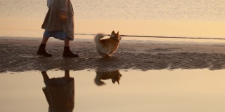 狗在海滩上抓玩具。柯基在与主人的比赛中追逐球。训练可爱动物的女人