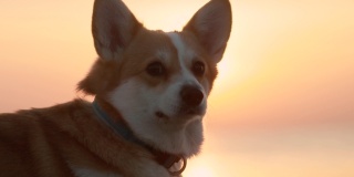 可爱的柯基狗坐在沙滩上的特写镜头，在秋天的傍晚，金色的日落