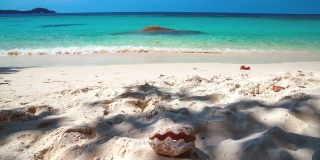 美丽的Cinemagraph无缝视频循环在Perhentian岛，马来西亚一个巨大的树和充满活力的全景海景在遥远的热带亚洲海滨沙滩蛤蚌。蓝天碧水，风景秀丽，是旅游度假区