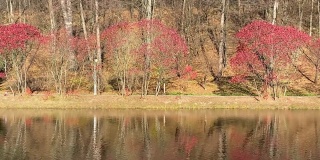 湖边美丽的秋天公园。在阳光明媚的日子里，令人惊叹的秋季景观。岸边的红漆树。