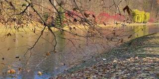 美丽的秋季公园，靠近平静的湖边，有鸭子。在阳光明媚的日子里，令人惊叹的秋季景观。岸边的红叶、漆树。田园诗般的自然。