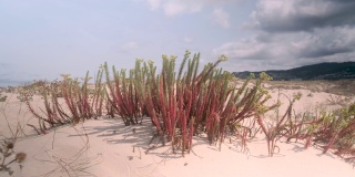 大西洋海岸上被风吹动的沙丘植物