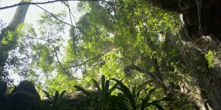 在夏季，从石灰岩洞穴内透过室外，可以看到美丽的绿色植物覆盖在热带森林中的岩石山上。
