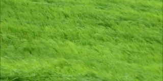 田野里充满活力的绿色草吹在强风的镜头