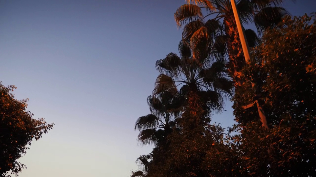 在日落时分驾车穿过棕榈树。棕榈树在夏日的黄昏。黄昏时驾车穿过棕榈树下的小巷