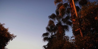 在日落时分驾车穿过棕榈树。棕榈树在夏日的黄昏。黄昏时驾车穿过棕榈树下的小巷