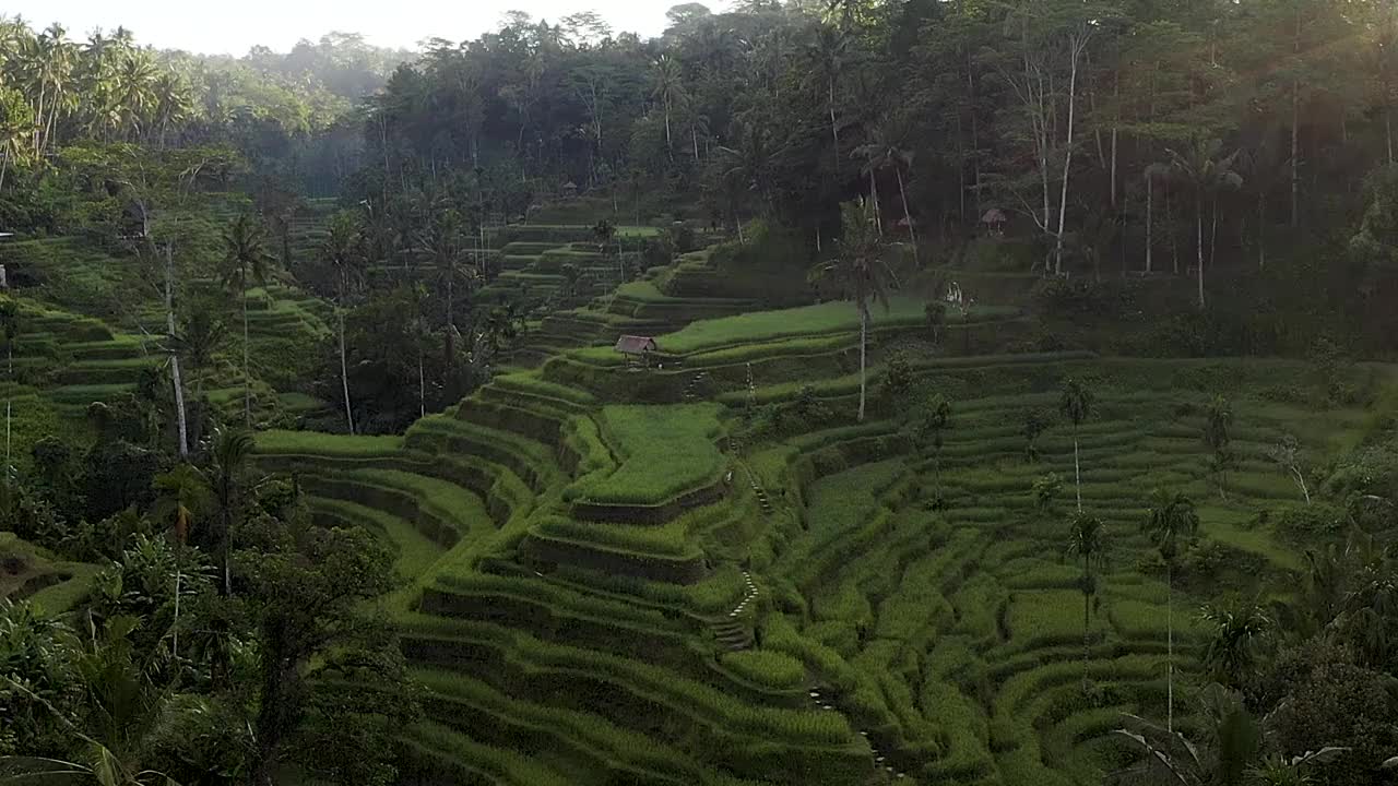 印度尼西亚巴厘岛稻田上雾蒙蒙的日出
