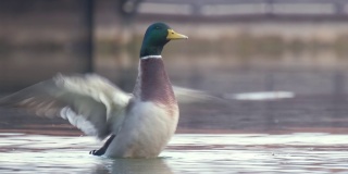 湖水上游着野鸭。观鸟的概念