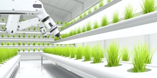 机器人正在给有机菜地施肥，农业技术