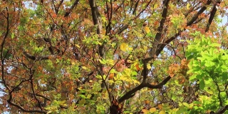 望着树上的秋叶