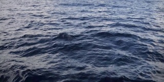 多只大西洋海豚在海洋中跳跃