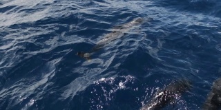 多只大西洋海豚在海里跳跃，慢动作