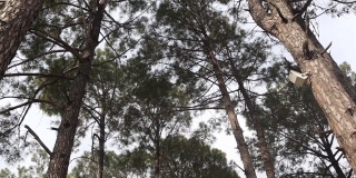 视图向上，在阳光下的森林松树的底部视图-大而高的松树的皇室高品质免费库存视频素材。