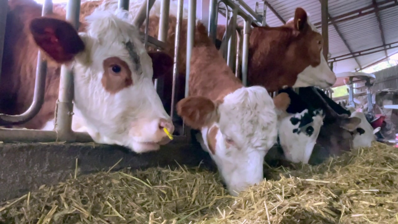 荷斯坦奶牛进食的特写视频