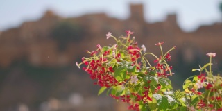 印度拉贾斯坦邦斋萨尔默尔堡前红色花朵的特写镜头