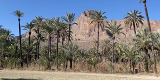 西班牙穆尔西亚山区的Orihuela棕榈树