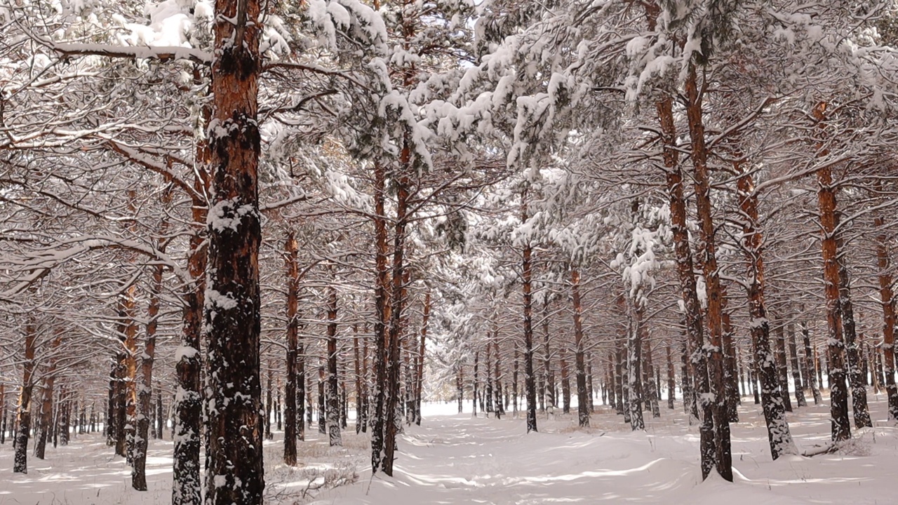 美丽的冬季景观有白雪覆盖的树木、松树。雪从树上落下。土耳其埃尔祖鲁姆市的森林。自然声音(乌鸦)。野生动物，野生自然，山林。