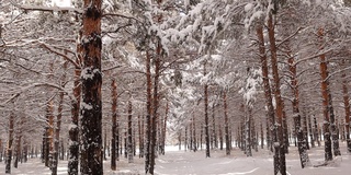 美丽的冬季景观有白雪覆盖的树木、松树。雪从树上落下。土耳其埃尔祖鲁姆市的森林。自然声音(乌鸦)。野生动物，野生自然，山林。