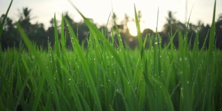 在日落时，用快速慢动作将雨后的稻秧拍成水滴状