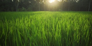 在雨后的阳光照射下，用快速慢动作将稻秧拍成水滴状