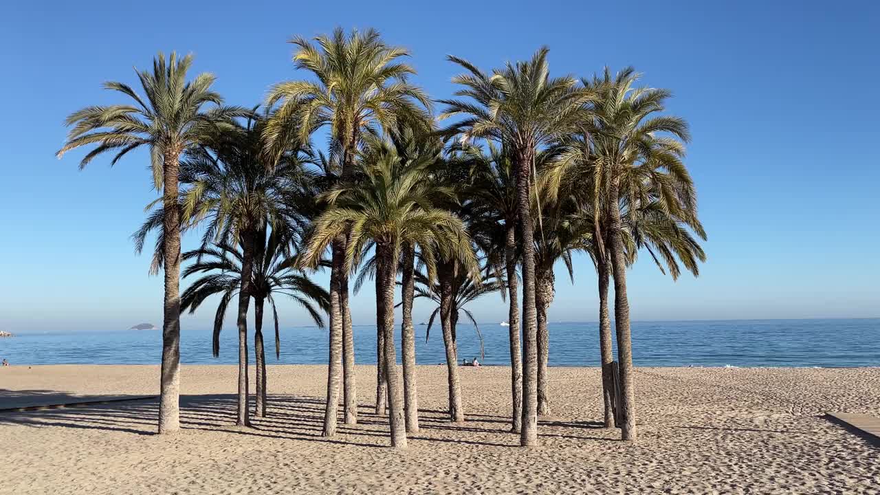 海滩上的棕榈树Lá西班牙阿利坎特维拉Joiosa