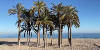 海滩上的棕榈树Lá西班牙阿利坎特维拉Joiosa