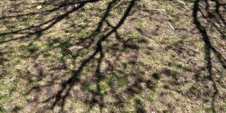 树枝在地上的阴影在微风中移动