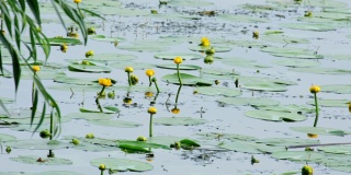 美丽的水黄色百合在池塘。河上的黄睡莲。叶和花努法尔黄酮类自然背景选择焦点浅深度领域，乌克兰
