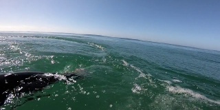 身体滑板鸭子向经过的海豚俯冲
