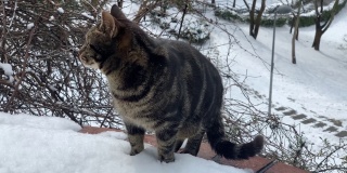 雪地里的流浪猫