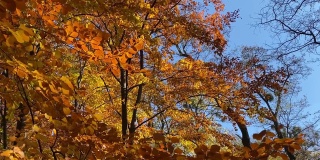 秋叶飘落在公园里。金黄色的树叶。