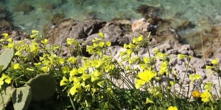 草黄色的花在蓝色的海背景上，开花植物靠近水。