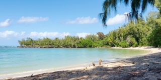 图片来自太平洋海岸的一个海滩。有棕榈树和大海的海滩。