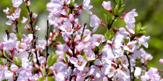 大自然在春天。树枝上有美丽的白色春天毛毡李(南京樱桃)的花在树上或灌木上。樱花盛开的自然风光。植物开花的概念。盛开的背景