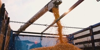 黄色的干玉米种子从联合收割机上落下来，卸到卡车上