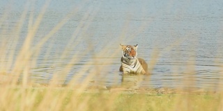 在印度拉贾斯坦邦国家公园森林保护区的野生动物丛林游猎期间，野生孟加拉母虎或母老虎在拉杰巴湖的水里冷却身体